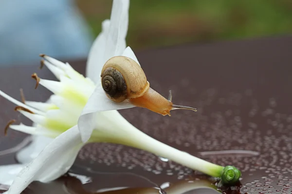 Caracol rastejando para baixo na flor branca — Fotografia de Stock