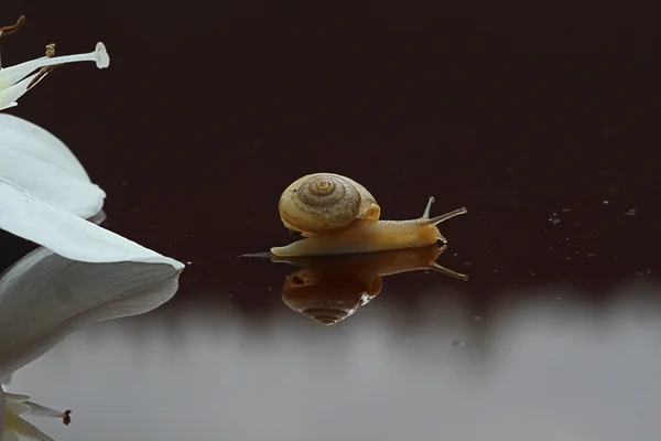 Snail creeping down out white flower — Stock Photo, Image