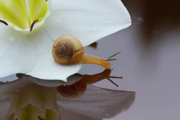 Snail creeping down out white flower — Stock Photo, Image