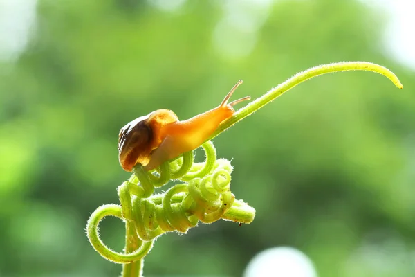 Caracol rastejando para cima no ramo — Fotografia de Stock