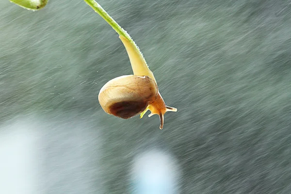 Snail creeping down on branch — Stock Photo, Image