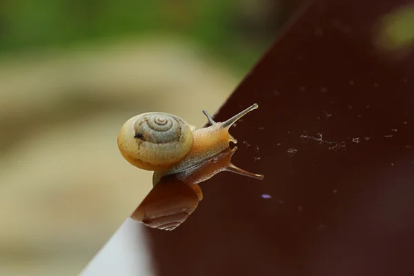 Slak kruipend — Stockfoto