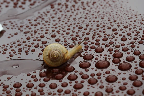 Snail and bubbles — Stock Photo, Image