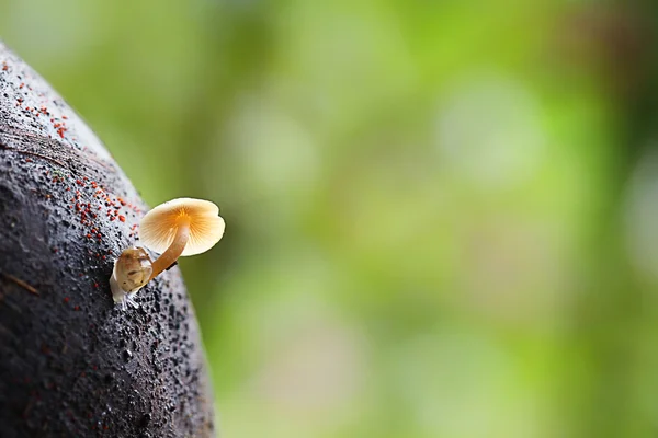 Toadstool and tiny snail — Stock Photo, Image