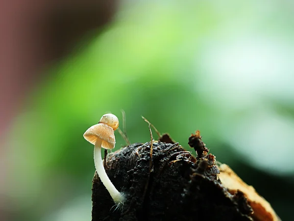 Toadstool ans tiny snail on rotten media — Stock Photo, Image