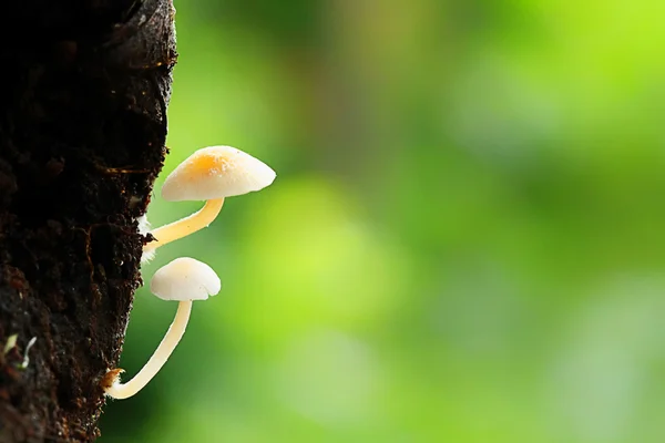 Zwei Fliegenpilze wachsen auf fauler Kokosnussschale — Stockfoto