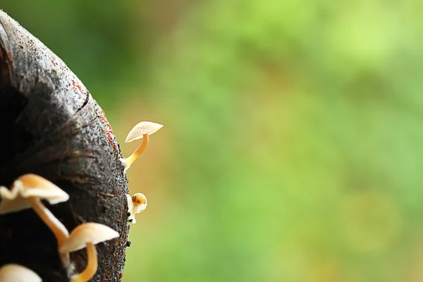 Toadstool and tiny snail — Stock Photo, Image