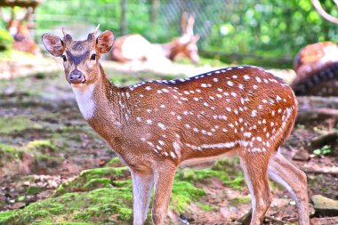 geyik deri üzerinde beyaz nokta ile