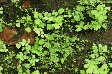 adiantum çiçek duvar