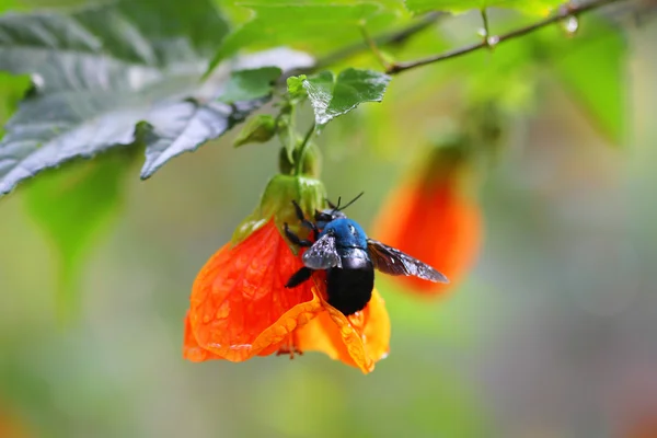 Fleur orange et abeille bleue — Photo