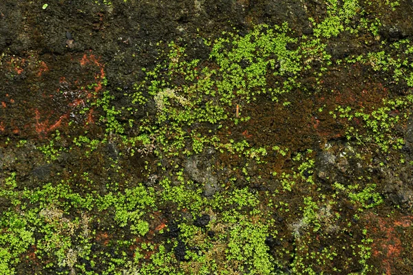 Piece of moss wall — Stock Photo, Image
