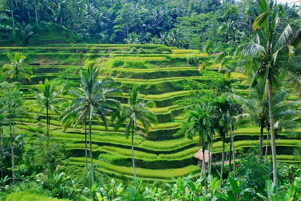 A ubud bali rizs mező teraszán Jogdíjmentes Stock Képek