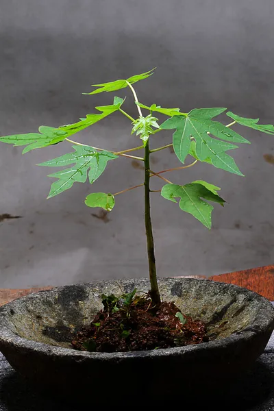 Papaya tree on mortar — Stock Photo, Image