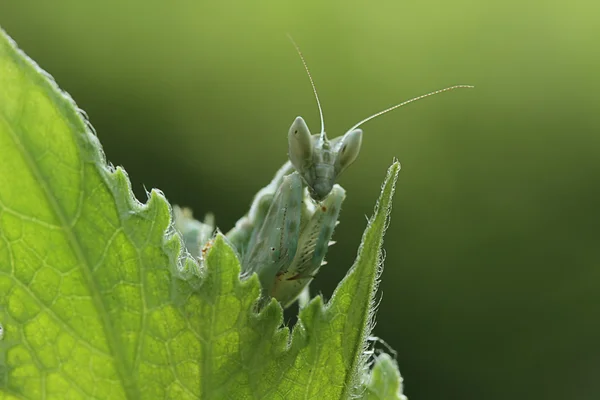 Mantis on green leaf — Stock Photo, Image