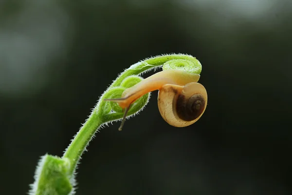 Snail creeping down on branch — Stock Photo, Image