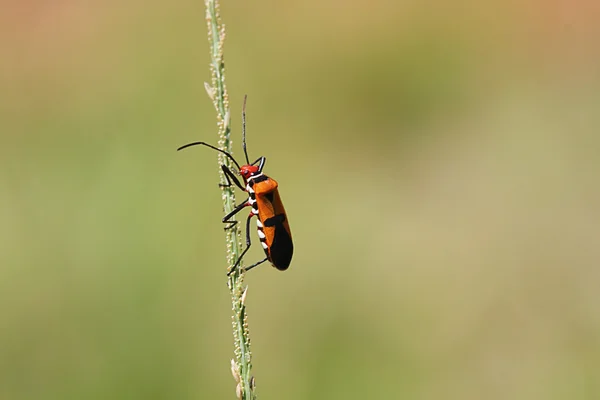 Red bug walking up — Stock Photo, Image