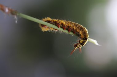 caterpillar crawling down