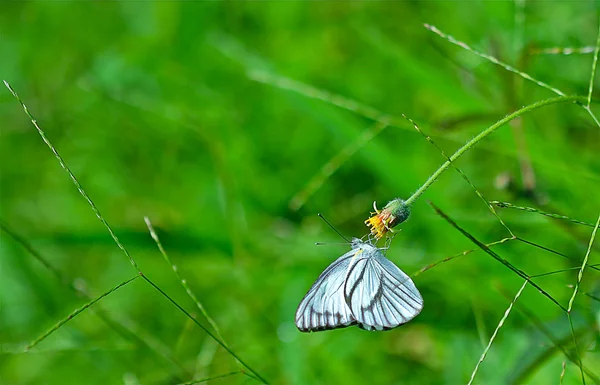 Piccola farfalla bianca — Foto Stock