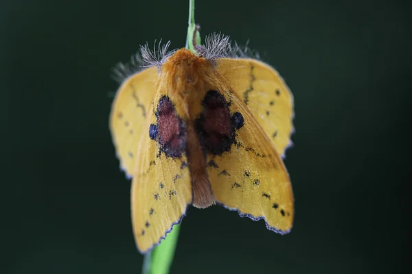 Polilla amarilla grande — Foto de Stock