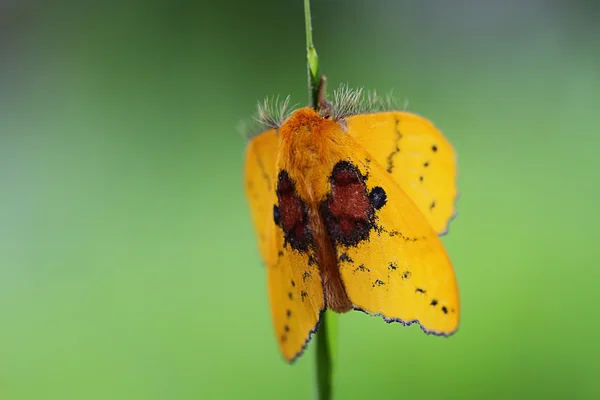 Grand papillon jaune — Photo