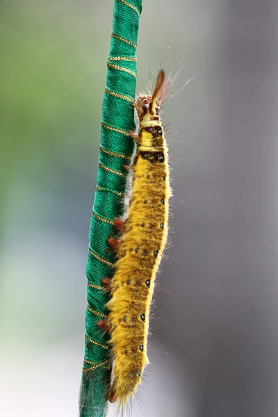 Caterpillar crawling up — Stock Photo, Image