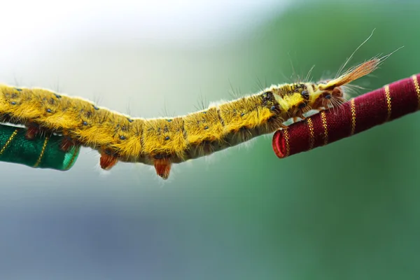 Caterpillar crossing — Stock Photo, Image