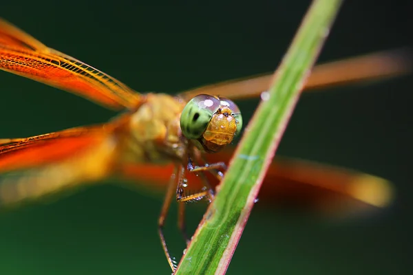 Dragonfly in the bush — Stock Photo, Image