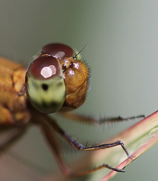 Kopf der Libelle — Stockfoto