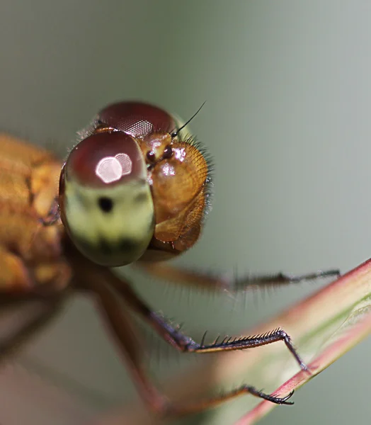 Επικεφαλής της dragonfly — Φωτογραφία Αρχείου