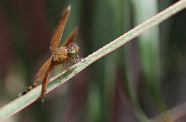 Dragonfly on the leaf — Stock Photo, Image