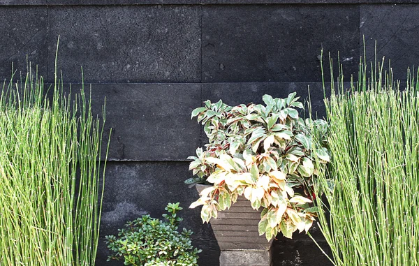 Parede da casa feita de pedra e algumas plantas do potenciômetro — Fotografia de Stock