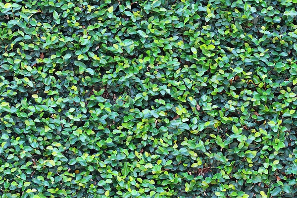 Green leafy as background — Stock Photo, Image