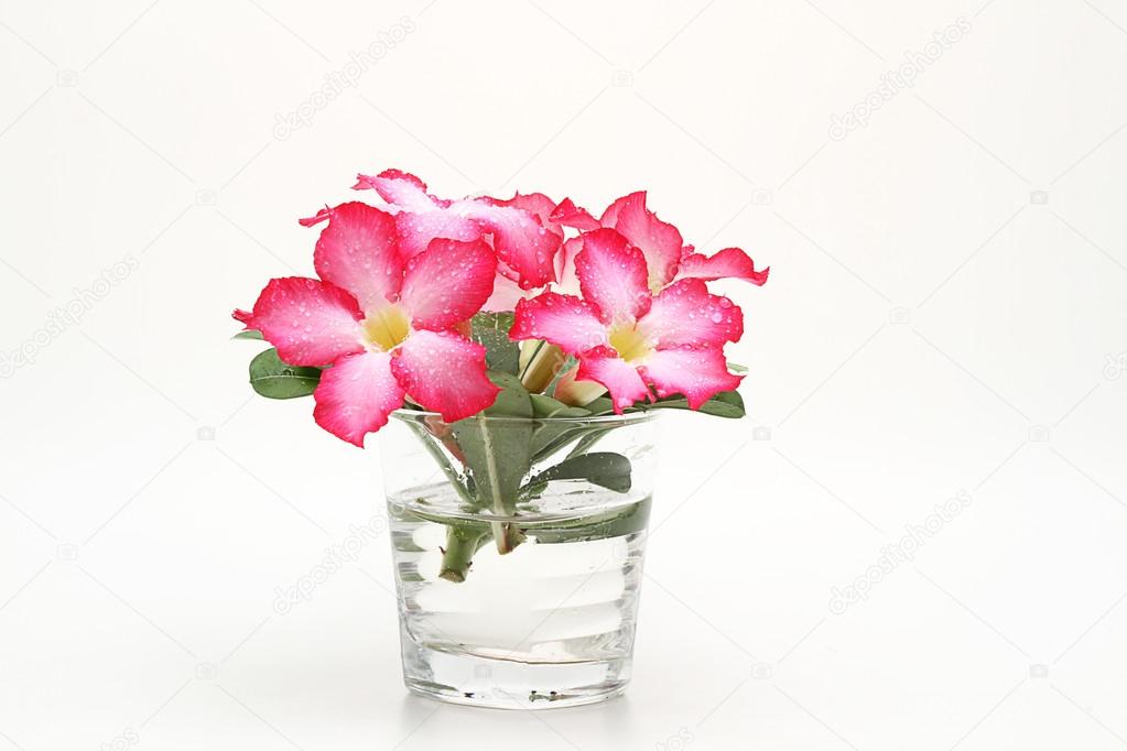 some frangipani, red flowers in the glass, isolated white back ground