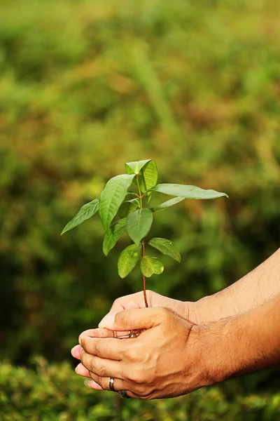 Save the earth, replanting forest, isolated green background — Stock Photo, Image