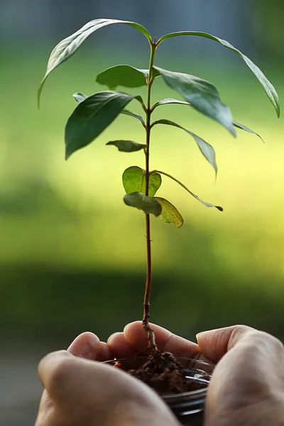 Save the earth, replanting forest, isolated green background — Stock Photo, Image