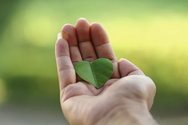 Green heart on palm, isolated green back ground — Stock Photo, Image