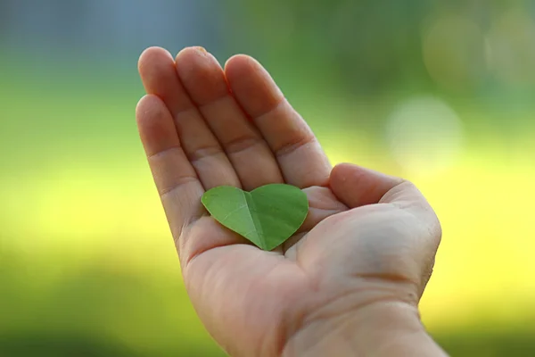 Green heart on palm, isolated green back ground — Stock Photo, Image