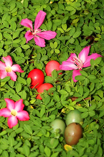 Eieren onder bloem en blad, groene achtergrond — Stockfoto