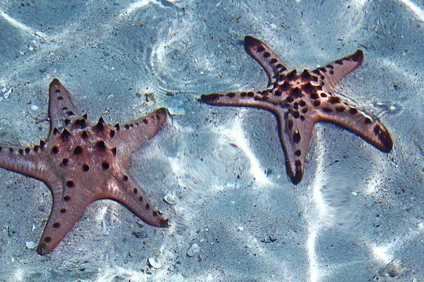 星の魚海ビリトン島インドネシア — ストック写真