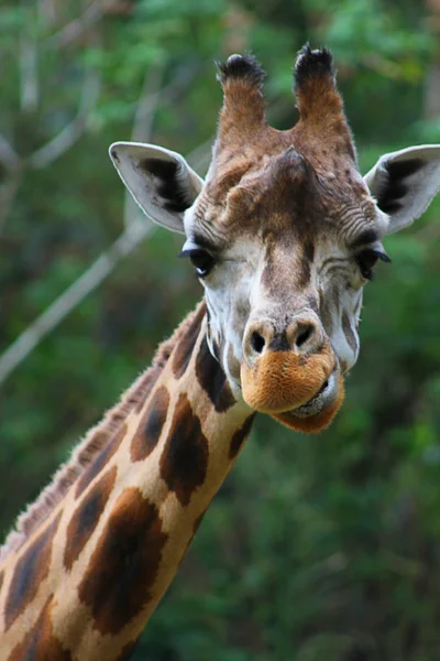 Bliska głowy żyrafa, na białym tle na zielonym tle — Zdjęcie stockowe