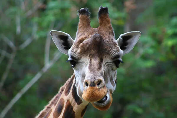 Close up de cabeça de girafa, isolado em fundo verde — Fotografia de Stock