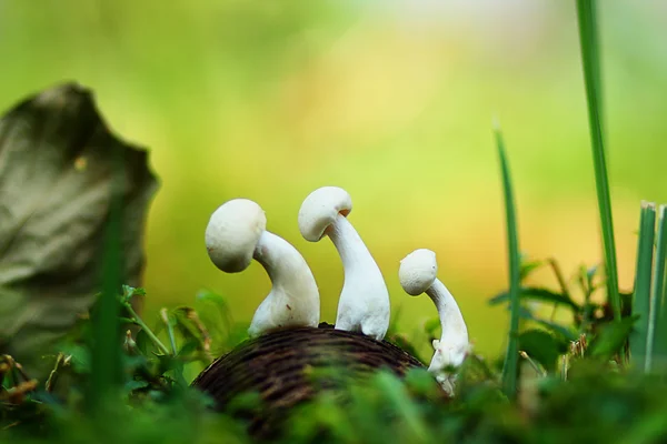 Three mushrooms in the bushes — Stock Photo, Image