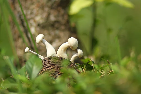 Чотири гриби в кущах — стокове фото