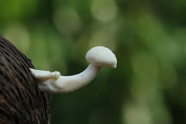 Pilz im Gebüsch — Stockfoto