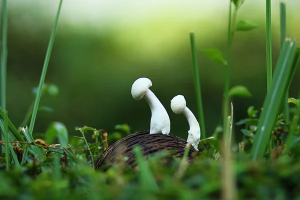 Dois cogumelos nos arbustos — Fotografia de Stock