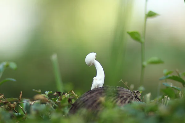 Mushroom in the bushes — Stock Photo, Image