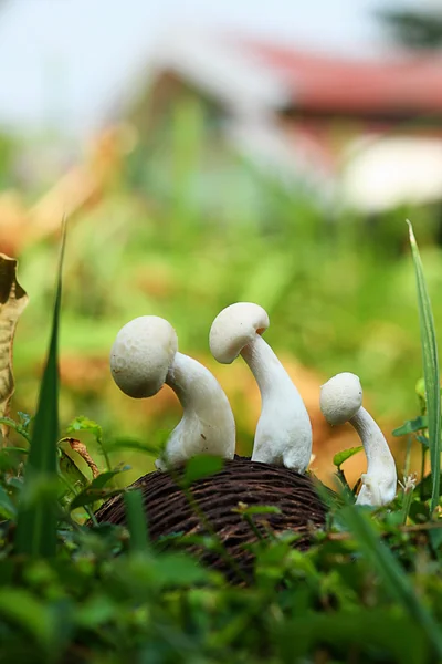 Tres hongos en los arbustos — Foto de Stock