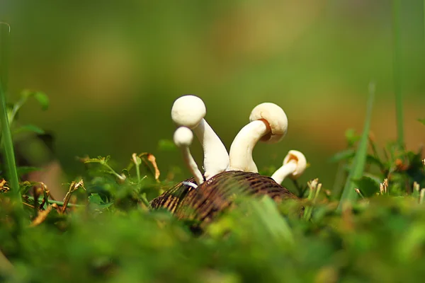 Čtyři houby v křoví — Stock fotografie