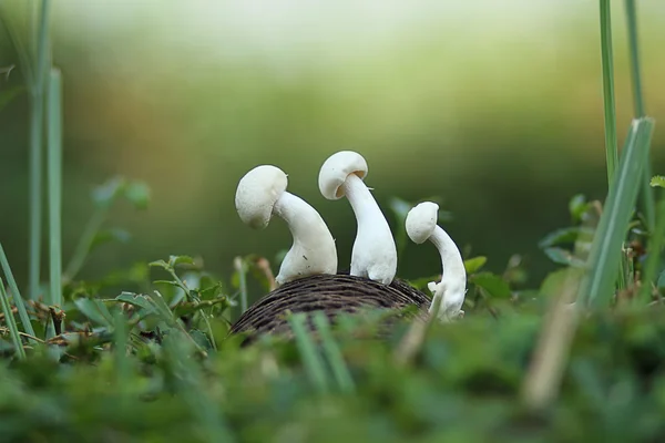 Drei Pilze im Gebüsch — Stockfoto