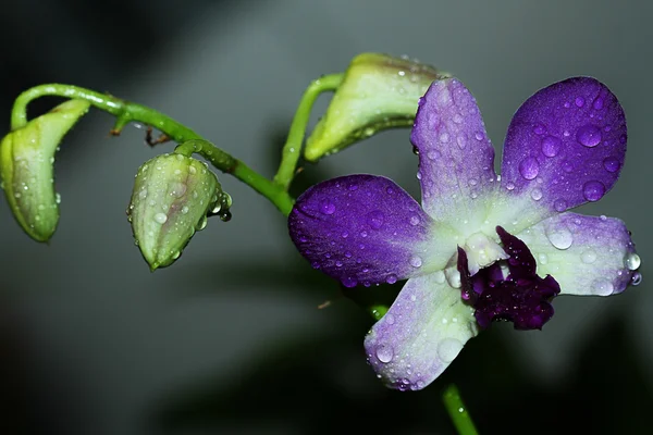 Schöne lila Orchidee, isoliert auf grünem Hintergrund — Stockfoto